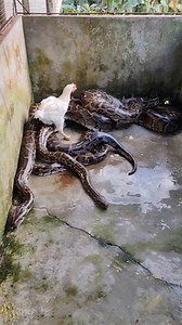 Pinapalibutan na ng anaconda. Burmese python pala #cristurkzcobra #banakon #followersreelsfypシ゚viralシfypシ゚viralシalシ | Cristurkz Cobra