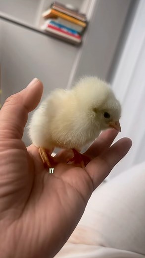 85K views · 2.1K reactions | How to Identify Early Signs of Sickness in Your Chickens. #broilerchickens #agriculture #organicfarming #healthychicken #farming #Poultry #poultryfarming #chicken | Poultry Tips | Facebook