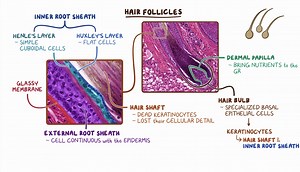 Skin: Histology-皮肤组学-HE切片