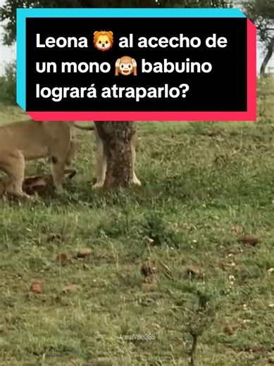 Babuinos: características y hábitat en África