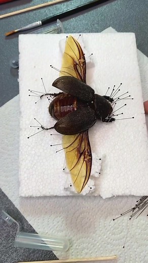 Adrian Kozakiewicz on TikTok