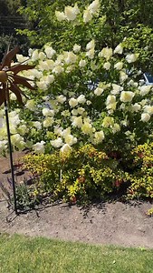 26 reactions · 3 comments | The evolution of the Vanilla Strawberry Panicle Hydrangea through July! Come end of August/September these become more Strawberry-rose or raspberry-pink. #watsonsgreenhouse #hydrangea #summergarden | Watson's Greenhouse and Nursery | Facebook