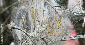 Ein Schwarm Raupen hat einen kleinen Baum befallen und vollständig eingesponnen