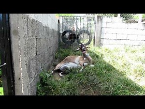 Nutmeg the Caribbean Pygmy Goat Giving Birth to Her New Baby, Jelli Bean (Grenada, West Indies)
