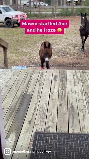 Monte the Singing Donkey on Reels