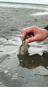 Sea Bream Trap here #fishing | Ser Ron