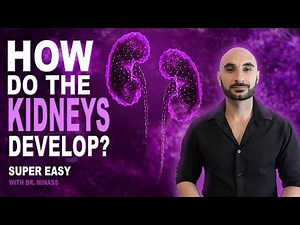 Embryology of the Kidney (Easy to Understand)