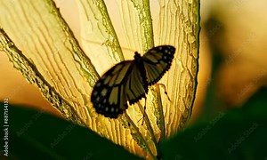 Follow the life cycle of a monarch butterfly, from caterpillar to chrysalis to adult, showcasing each stage in stunning detail, 4K hyperrealistic video.