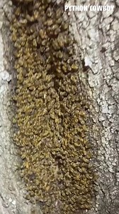 4.2K views · 67 reactions | Have you ever seen bees do this? | Python Cowboy Hunts | Facebook