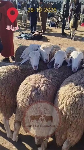 اسعار الغنم في سوق قفصة مع فلاح الجنوب
