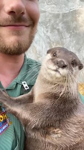 64K views · 1.1K reactions | Crying otter #otter #healing #animals #cute #foryou #usa #story #fyp #cute #usa #story #baby #foryou #funny #animals Loveanimals. | loveanimals60s | Facebook