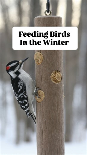 Steve from The Bird House talks about how you can best attract birds to your yard this winter with different food options! Peanuts, suet, and a high-quality mixed sunflower blend will bring a diversity of birds flocking all season long. The Bird House has all the food and feeders you need to set up your feeding station- let us help you make your yard a haven for wildlife! #thebirdhouseny #backyardbirding #birds #winter #nature | The Bird House