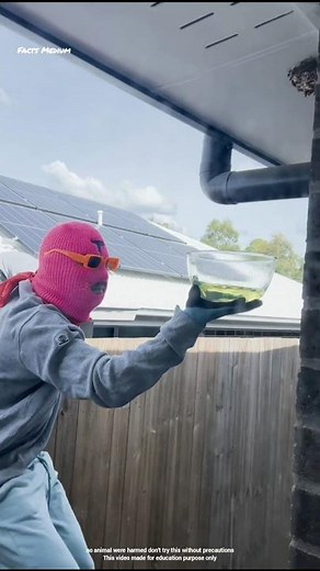 Easy Way To Remove Wasp Nest Using Gasoline #shorts #ytshorts