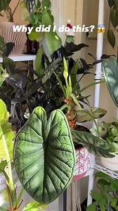 131K views · 398 reactions | CUT OFF YOUR ALOCASIA BLOOMS | Share +...