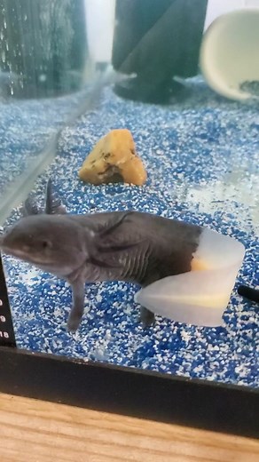 2nd firefly axolotl #axolotl #halfblackhalfwhite #halfblack #sandybottom #blue #prettybabychallenge #axolotls #axolotlsoftiktok #axolotlsofinstagram #axolotlsclub #waterlizard #michellesaxolotls #justababy