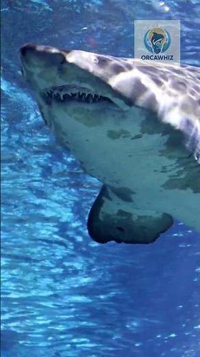 Watch This Shark Swim Like a Ghost in the Water