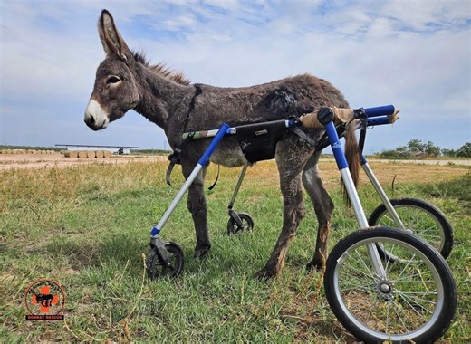 World Donkey Day celebrated at Peaceful Valley Donkey Rescue