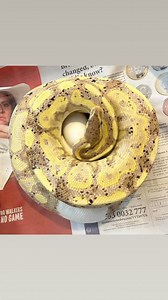 6 nice big eggs from our pretty CORAL GLOW BLACK PASTEL PIED x BLACK AXANTHIC PIED HET TORNADO🌪️ 🥳🤩🥳 | D & Jo's Ball Pythons