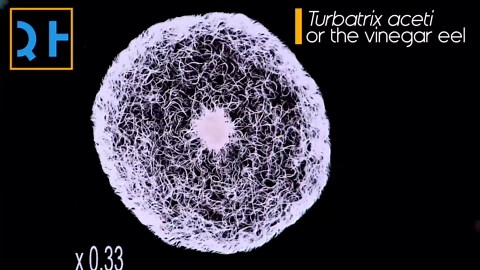 Tiny worm flash mob caught under the microscope