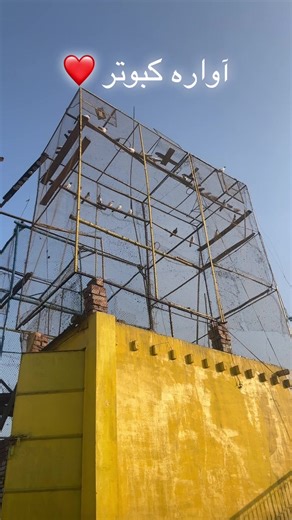 Effective Pigeon Trap Techniques for Urban Areas