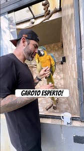 Observar o looping é essencial! Leia a descrição. #arara #aves #voolivre #adestramento