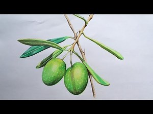 Olive Drawing in Color Pencils | Fruit drawing | How to Draw Olive Brunches