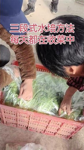 简易管道水培蔬菜，每天都在采收#无土栽培