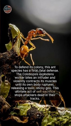 Self-Destruct Ants: Borneo’s Curry-Scented ‘Yellow Goo’ Defenders