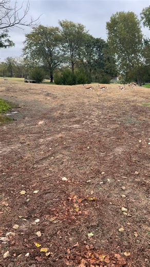 Tanganyika Wildlife Park on Instagram: "This little springbok’s mom was a first-time mom and needed a little help caring for him. He’s now thriving and spends his days out with the herd—but when it’s bottle time, he knows exactly when the keepers are coming and runs right up for his meals. #springbok #babyanimals #kansas"