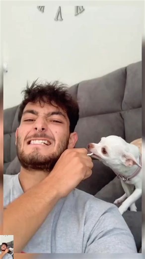 Funny Angry Little Dog Nikki 🤣😂 #fbreelsvideo #viralreelsfacebook #viralshorts #fbviralreels #funnydogs #cutedogs #fbreelsvideo #viralreelsfb | Nikki The Chihuahua