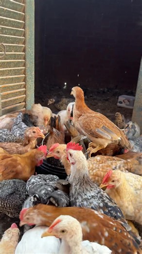 19K views · 150 reactions | “Something magical happens when I open the door ✨” | تصوير حيوانات | Facebook