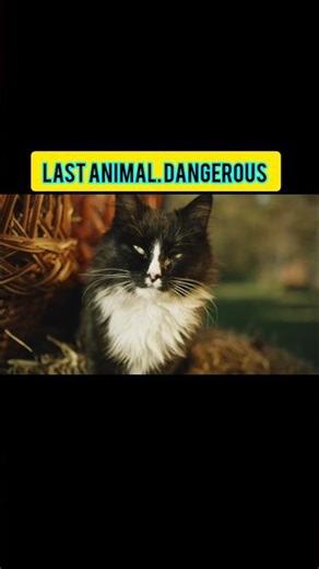 Cute But Deadly! 3 Animals That Look Harmless but Can Kill You 😱