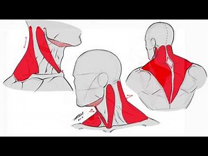 Drawing the Back and Neck Muscles - Basic Anatomy