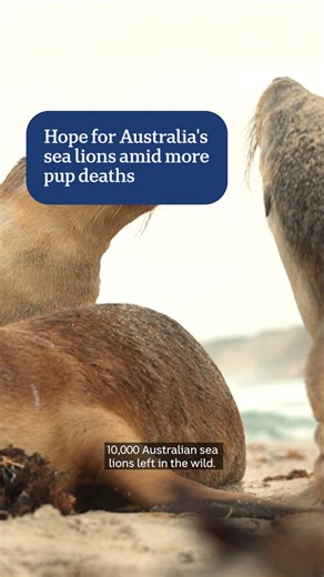 It's been a difficult breeding season for Australia's unique sea lions. There have been reports of a large jump in pup mortality in the algal bloom-affected waters between Kangaroo Island and the South Australian mainland. But researchers hope conservation efforts will help build the population's resilience. 🎤 Caroline Horn 📹 Che Chorley 🎞️ Steven Love Get the news that matters to you straight from the source. Download the ABC NEWS app: https://ab.co/abcnewsapp #ABCNewsSA | ABC Adelaide