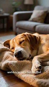 Why Dogs Twitch in Their Sleep (Do Dogs Dream?)