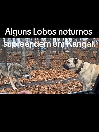 Lobos noturnos surpreendem Kangal: vídeo e explicação