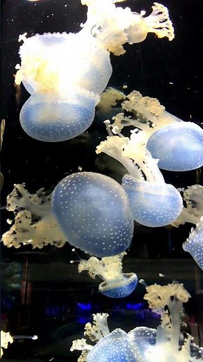 [Kamo Aquarium] Phyllorhiza punctata Jellyfish Healing