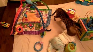 Bengal Cat Rocket Spazzing at Fuzzy Ball Linus Cat Tips