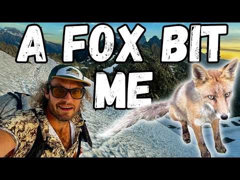 Tour du Mont Blanc Recap: Three Countries, One Fox Bite
