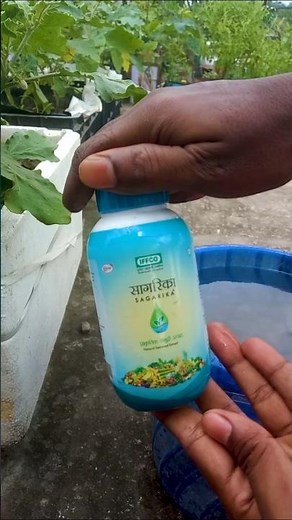 Seaweed fertilizer use 🌿🏝️HOW TO USE SEAWEED LIQUID FERTILIZER #sagarika