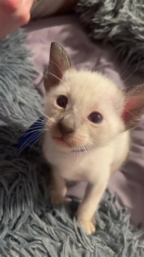 Adorable Siamese kittens looking for loving homes in Virginia 🐾 Families searching for Siamese kittens for adoption or responsible rehoming in Virginia can connect with caring owners and cat lovers across cities, towns, counties, rural communities, suburbs, and urban neighborhoods throughout the state. These Siamese kittens are healthy, well-socialized, and raised with care, and may occasionally become available for adoption or safe rehoming to responsible indoor homes. Communities across Virgi