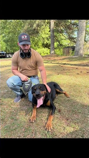 Samson is a Dobie/Corso mix, he's a big boy! 😎😁 Pretty severe behavioral mod, but he's come a long