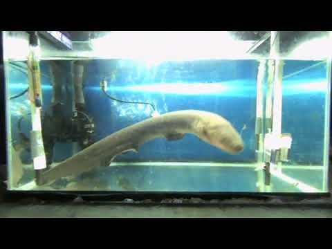 'Shocking' discovery: Electricity from electric eels may transfer genetic material to nearby animals