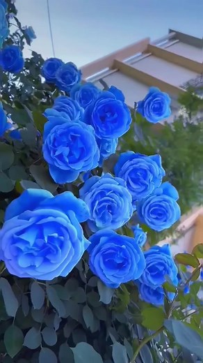Beautiful Blue Rose Videos
