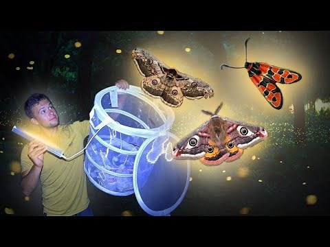 Comment attraper plein de papillons ! Protocole papillon de nuit (GRETIA / CPN)
