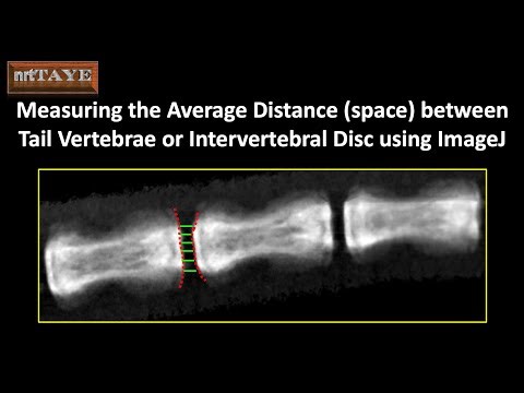 Measuring the Average Distance (space) between Tail Vertebrae or Intervertebral Disc using ImageJ