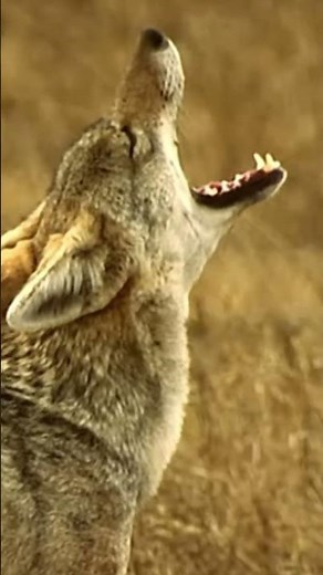 Fox Makes Epic Jump While Hunting in the Wild!