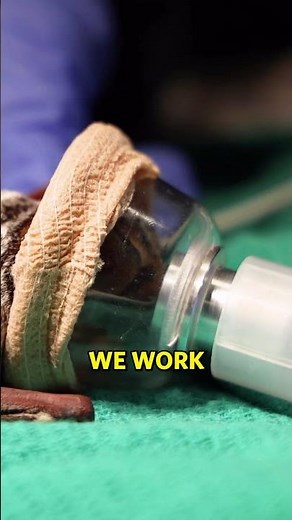 Bat with a Tiny BATpack