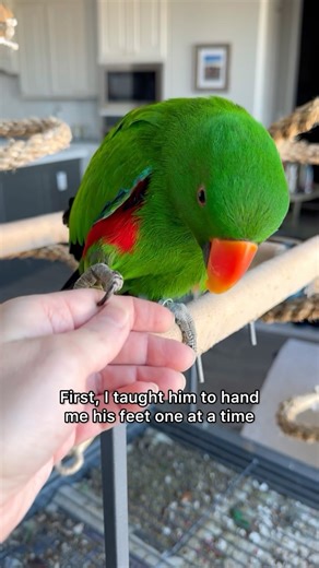 144K views · 8.1K reactions | Parrots need pedicures too  #eclectus #eclectusparrot #pedicure #birdtraining #birdrescue #rescue #bird #parrot | The Green Bird Brigade | Facebook