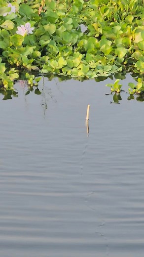 গজার মাছ ধরার টোপ #reelsviralシ | Fast Review